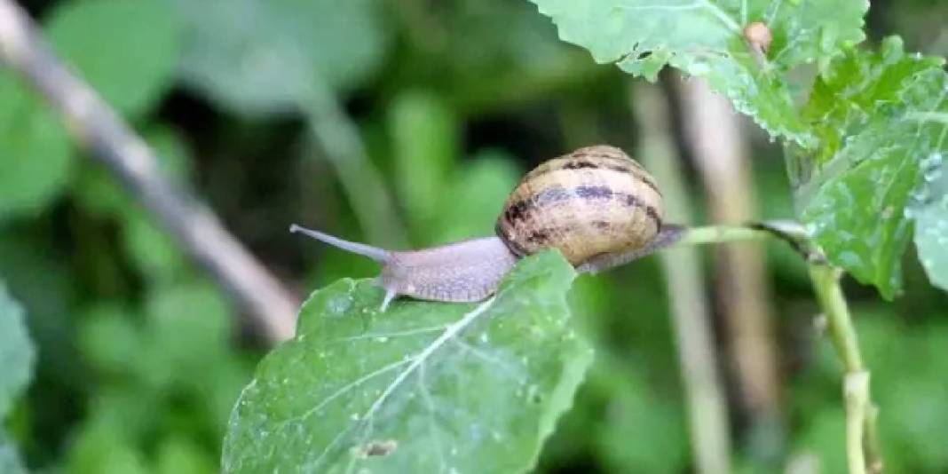 Trabzon’da üretiyor, dünya pazarında yok satıyor! İhracat potansiyeli hızla artıyor: 3 bin Euro’ya kapış kapış alıyorlar 8